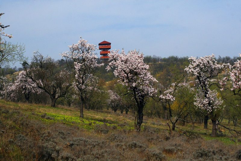 tihany-mandulafa-tavasz-viragba-borult-balatontravel1