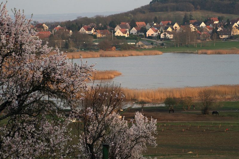 tihany-mandulafa-tavasz-viragba-borult-balatontravel4