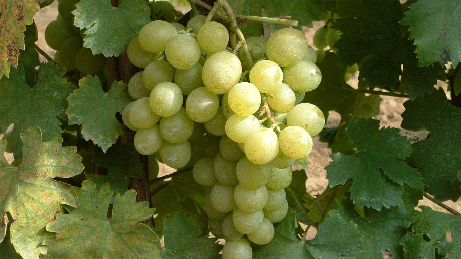 Bor- és Csemegeszőlő Fesztivál Vonyarcvashegy