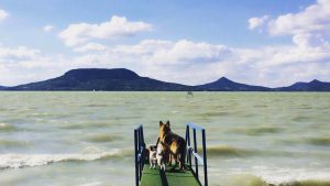 Kutyabarat-Balaton-Magazin-Kutyas-Furdohelyek-CsodalatosBalaton