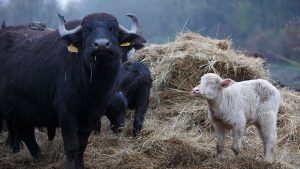 Albínó bivalybébi született a Balaton-felvidéki Nemzeti Parkban