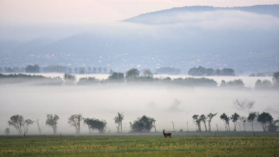 Misztikus fotókon a reggeli, köd fedte Balaton-felvidék