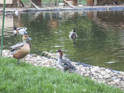 Madárinfluenza miatt el kellett pusztítani a Festetics-kastély Madárparkjának összes egyedét