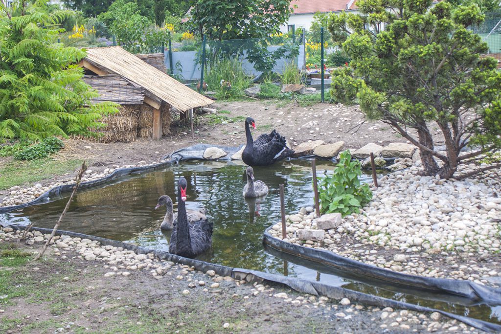 Madárinfluenza miatt el kellett pusztítani a Festetics-kastély Madárparkjának összes egyedét