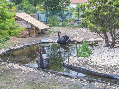 Madárinfluenza miatt el kellett pusztítani a Festetics-kastély Madárparkjának összes egyedét