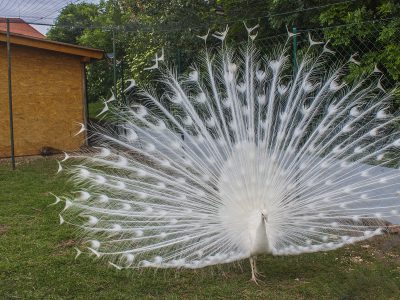 Madárinfluenza miatt el kellett pusztítani a Festetics-kastély Madárparkjának összes egyedét