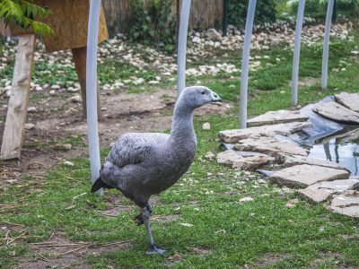 Madárinfluenza miatt el kellett pusztítani a Festetics-kastély Madárparkjának összes egyedét