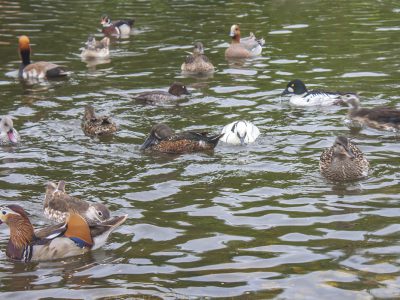 Madárinfluenza miatt el kellett pusztítani a Festetics-kastély Madárparkjának összes egyedét