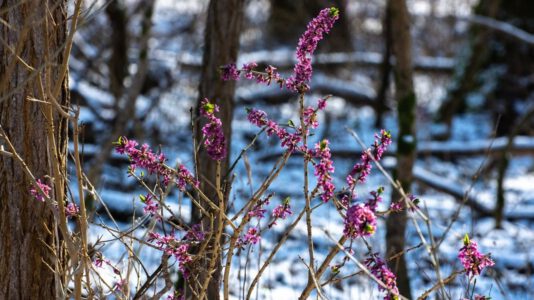 Virágoznak a farkasboroszlánok a Kis-Balatonnál
