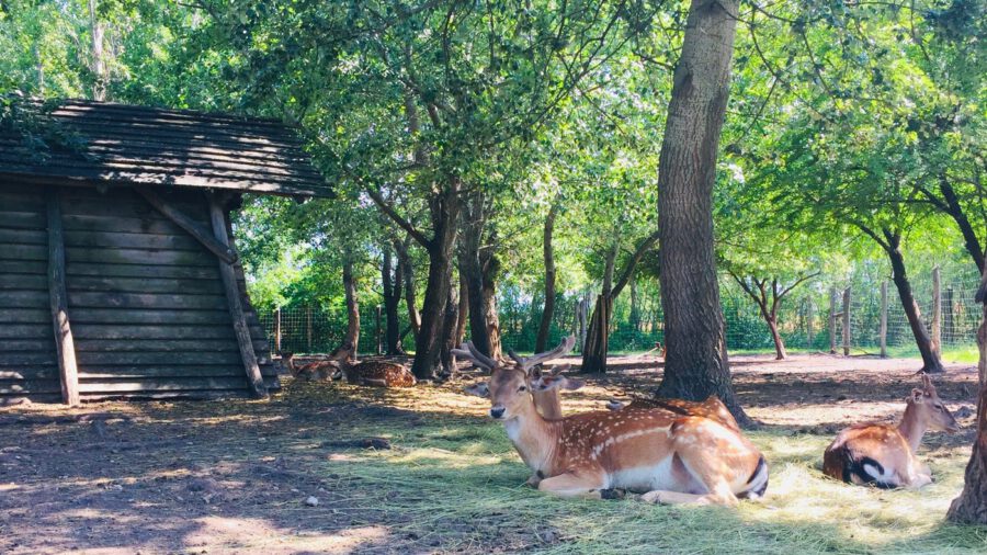 Vadasparkkal bővült a gyenesdiási Festetics Imre Állatpark, május 15-től látogatható