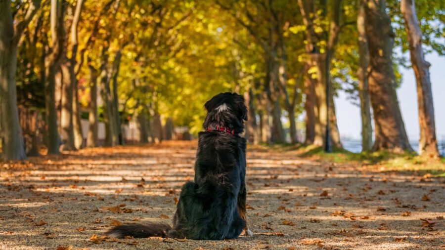 Kirándulj kutyusoddal a Balatonnál az Állatok világnapján (is)