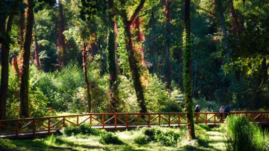 Erdőfürdő – érvek a legszebb őszi wellness trend mellett