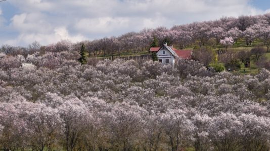 Rózsaszínes-fehéres virágos ruhát öltött a Balaton-felvidék