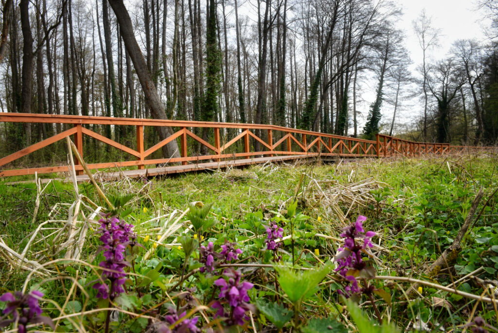 Erdei Misztérium – októberig tartó művészeti programsorozat indul a hévízi Véderdőben