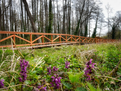 Erdei Misztérium – októberig tartó művészeti programsorozat indul a hévízi Véderdőben