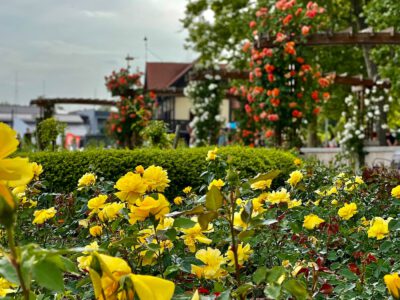 Balatonfüred Rózsakertje: a természet színpompás ékköve