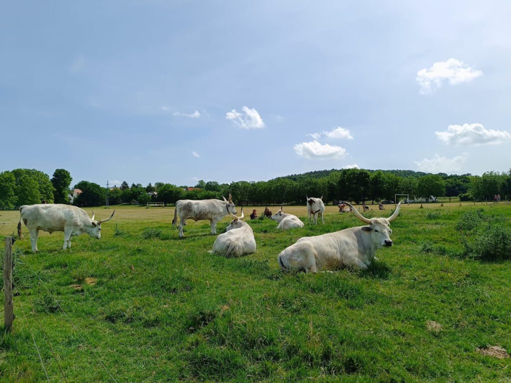 A tihanyi Belső-tó: természet és nyugalom a Balaton partján