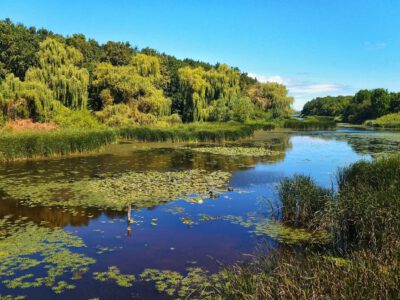 Kányavári-sziget: a természet szerelmeseinek Mekkája a Kis-Balaton szívében
