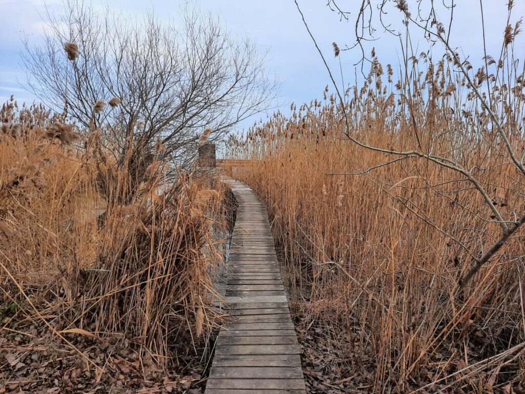 Ahol a csend mesél: a Soós-öböl varázslata Balatongyörökön