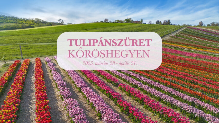 Kőröshegyi Tulipánszüret 2025 - információk, jegyvásárlás