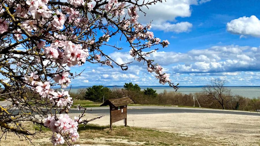 A Balaton legszebb tavaszi arca – Mandulavirágzás Balatongyörökön