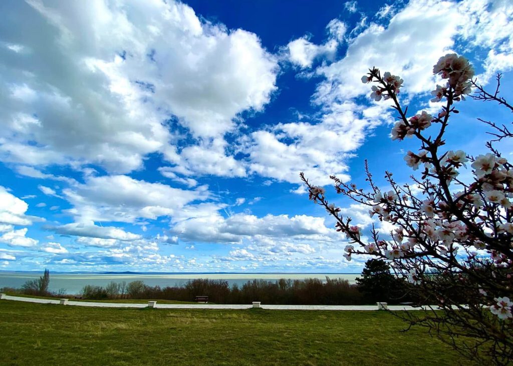 A Balaton legszebb tavaszi arca – Mandulavirágzás Balatongyörökön