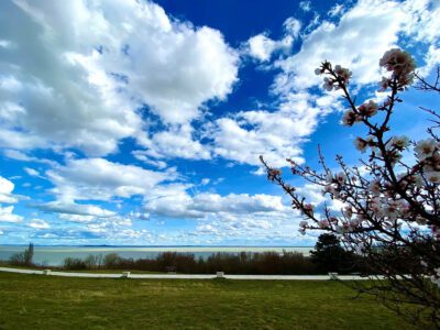 A Balaton legszebb tavaszi arca – Mandulavirágzás Balatongyörökön