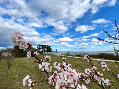 A Balaton legszebb tavaszi arca – Mandulavirágzás Balatongyörökön