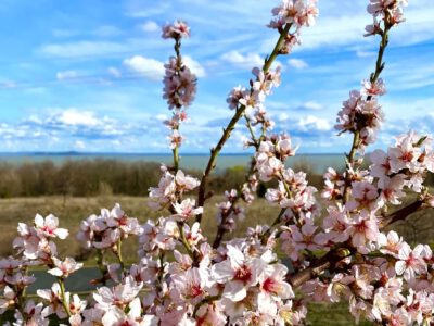 A Balaton legszebb tavaszi arca – Mandulavirágzás Balatongyörökön
