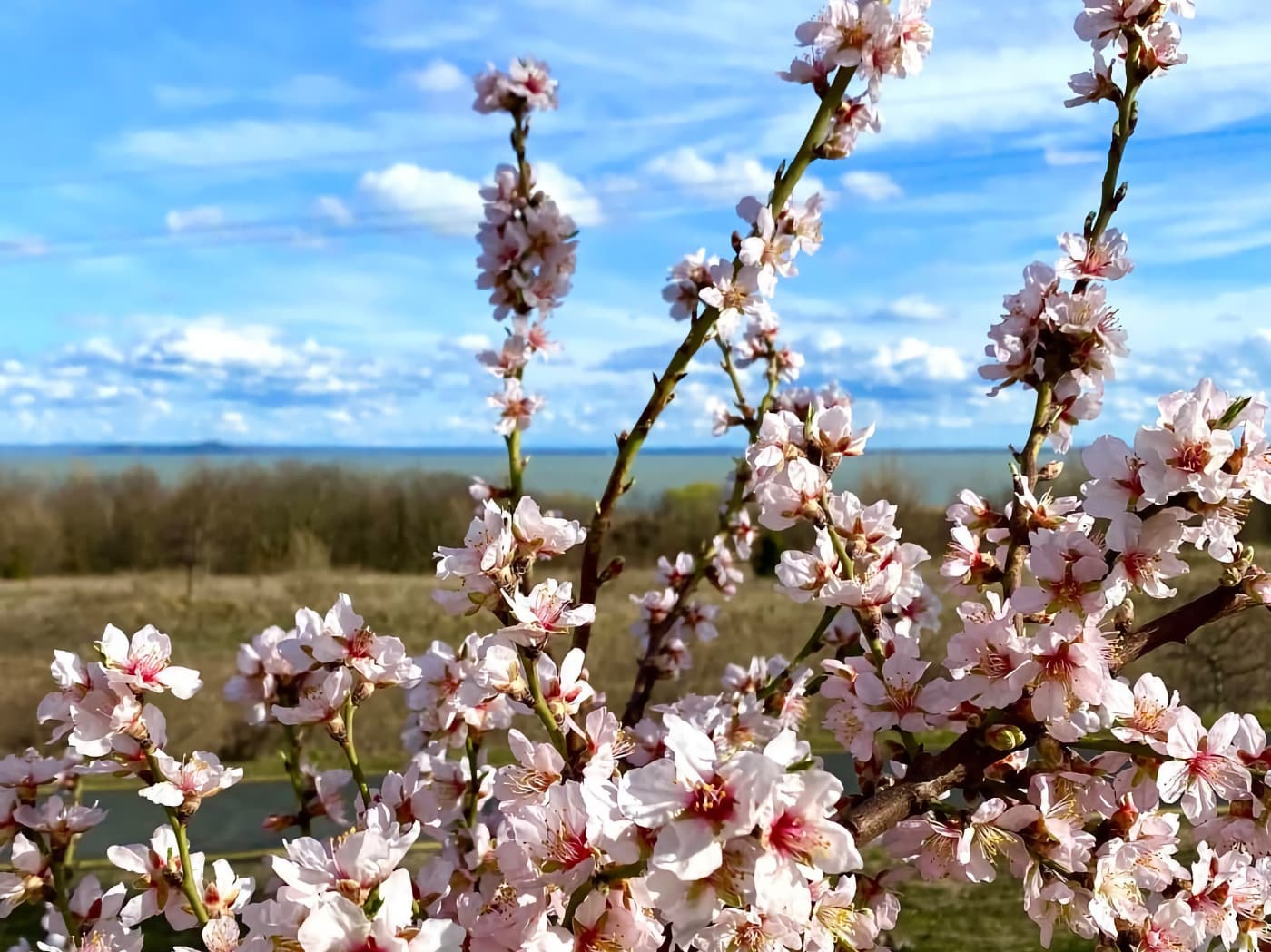 A Balaton legszebb tavaszi arca – Mandulavirágzás Balatongyörökön