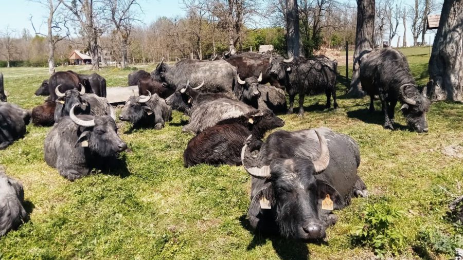 Járványügyi helyzet miatt több balatoni állatpark átmenetileg nem látogatható