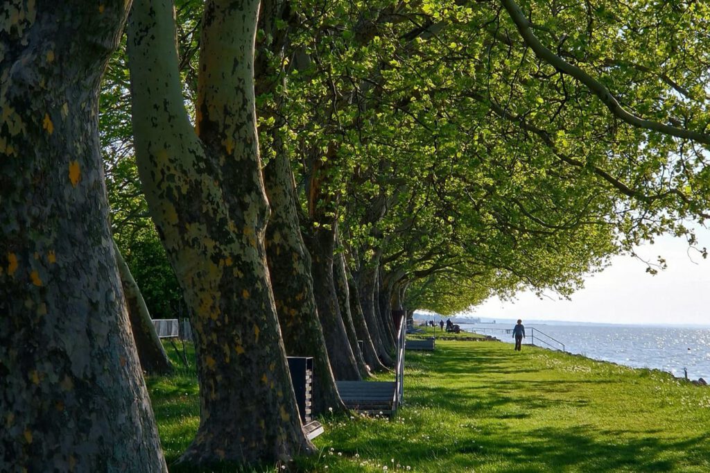 A Balaton zöld kápolnája – Barangolás a balatonboglári Vejtey Ferenc sétányon