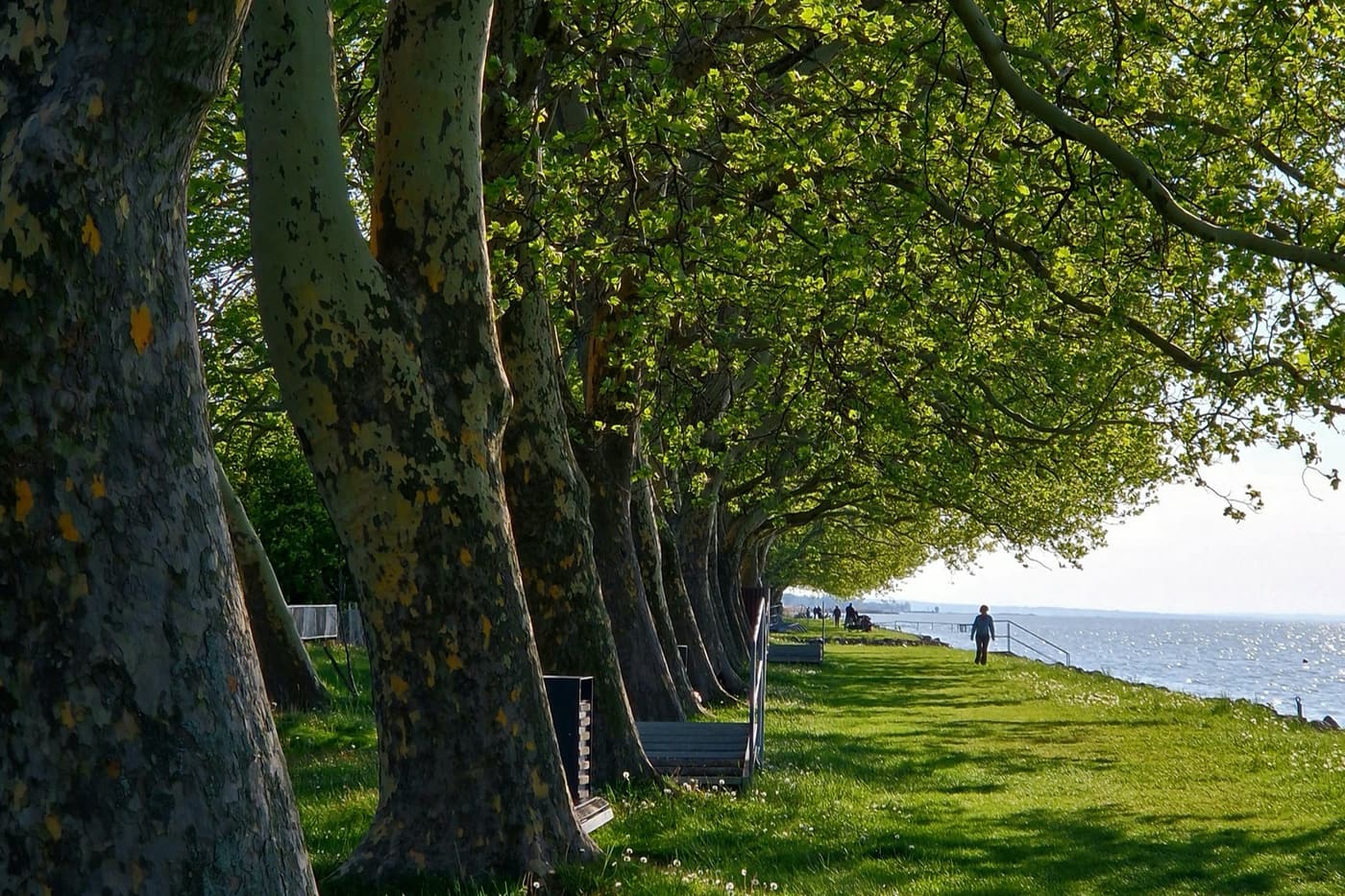 A Balaton zöld kápolnája – Barangolás a balatonboglári Vejtey Ferenc sétányon