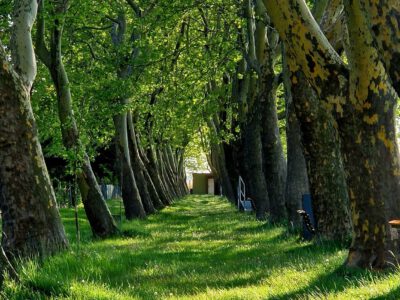 A Balaton zöld kápolnája – Barangolás a balatonboglári Vejtey Ferenc sétányon