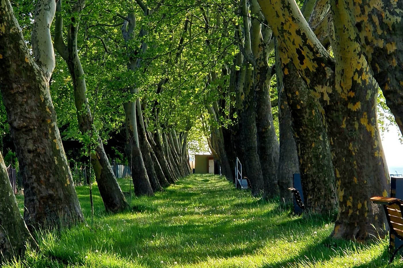 A Balaton zöld kápolnája – Barangolás a balatonboglári Vejtey Ferenc sétányon