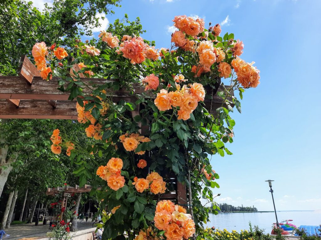A Balaton virágba borult szíve: Rózsakert Balatonfüreden