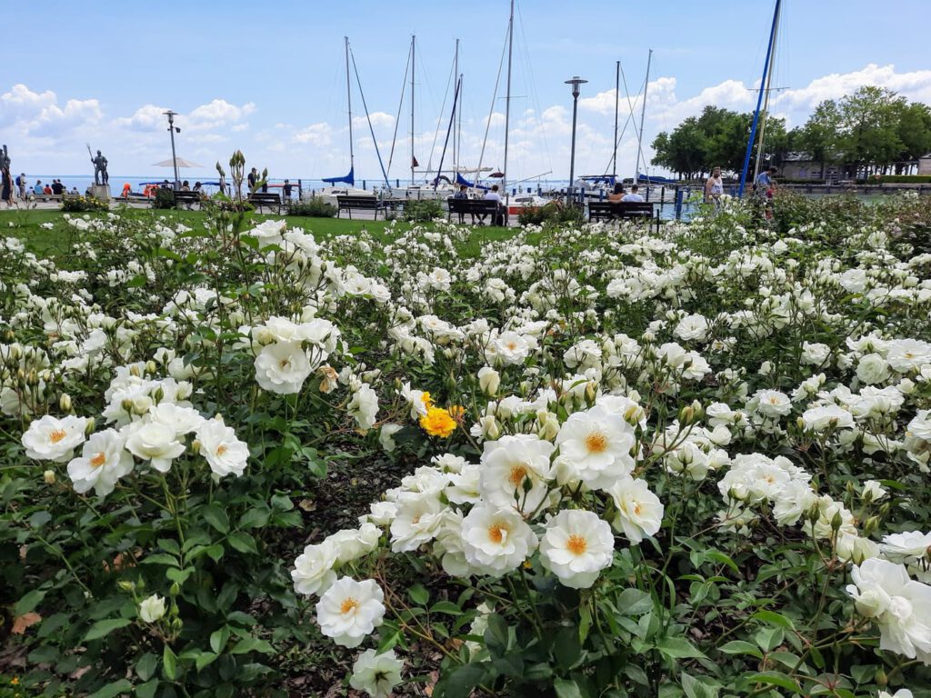 A Balaton virágba borult szíve: Rózsakert Balatonfüreden