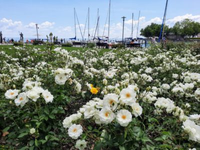 A Balaton virágba borult szíve: Rózsakert Balatonfüreden