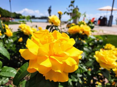 A Balaton virágba borult szíve: Rózsakert Balatonfüreden