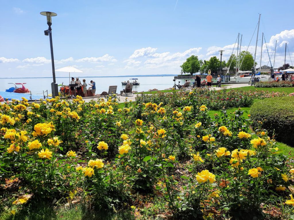 A Balaton virágba borult szíve: Rózsakert Balatonfüreden