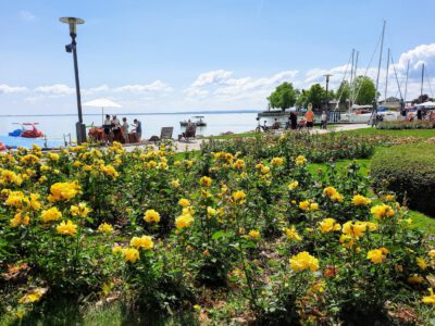 A Balaton virágba borult szíve: Rózsakert Balatonfüreden
