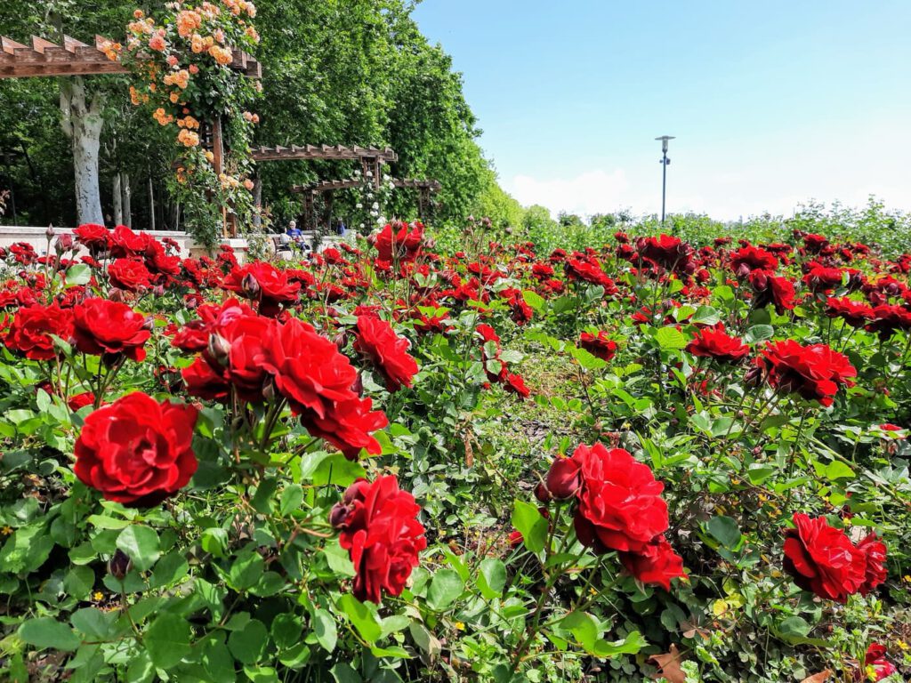 A Balaton virágba borult szíve: Rózsakert Balatonfüreden