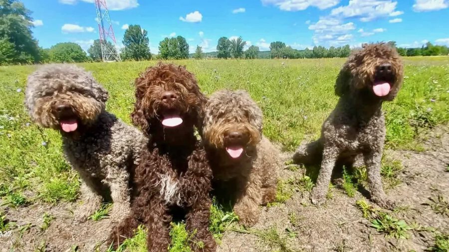 Pocca Lagotto kutyás találkozó 2025 Felsőörs