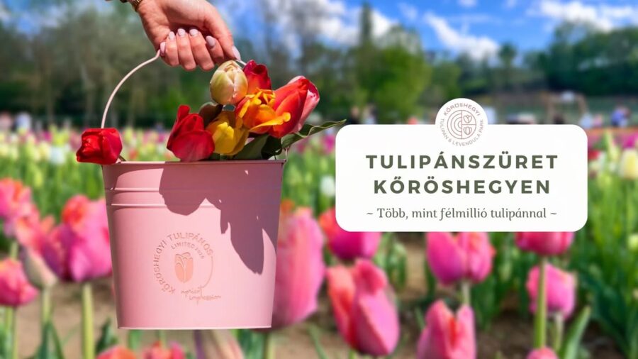 Kőröshegyi Tulipánszüret 2026 - információk, jegyvásárlás