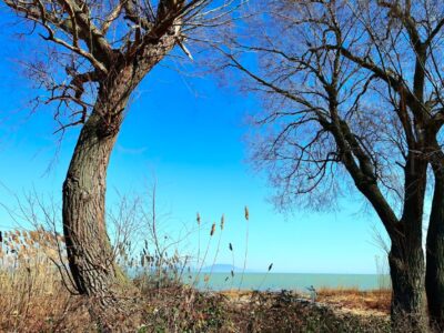 Kora tavaszi természetélmény a Balaton délnyugati csücskén: Csicsergő-sziget, Balatonberény