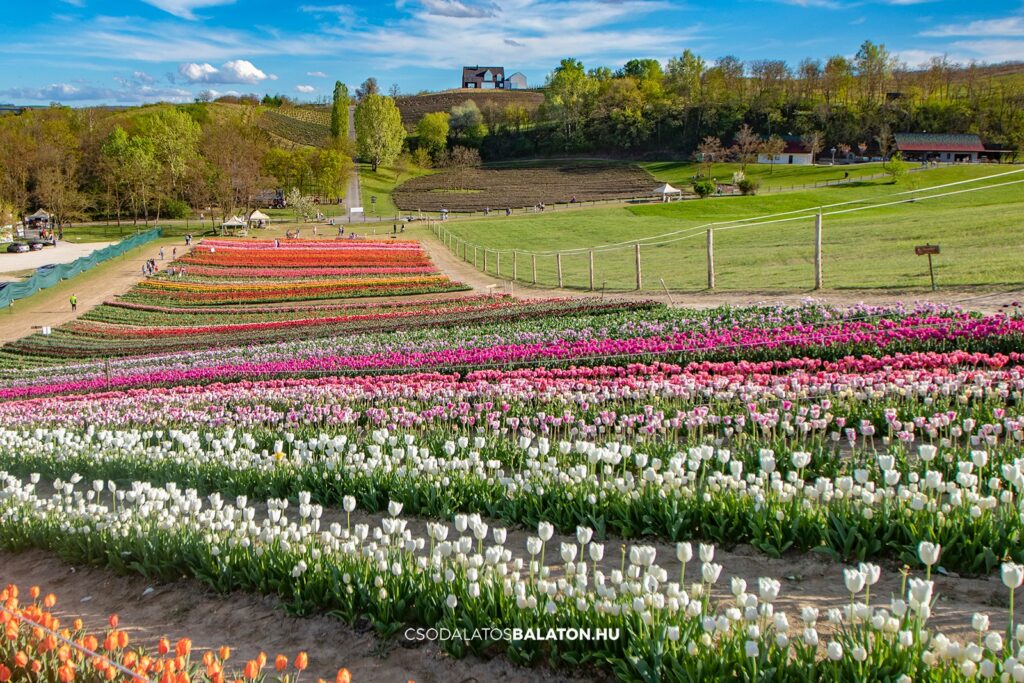 Március végén indul a tulipánszüret a Kőröshegyi Tulipán & Levendula Parkban