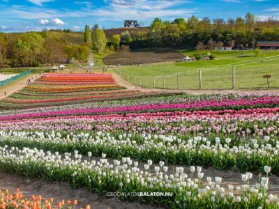 Március végén indul a tulipánszüret a Kőröshegyi Tulipán & Levendula Parkban