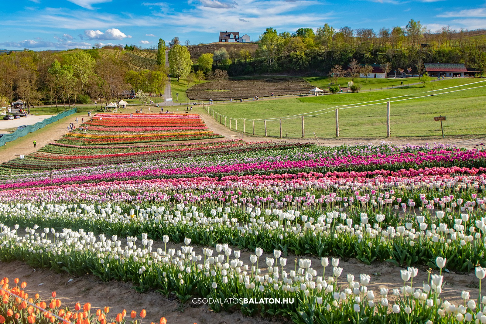 Március végén indul a tulipánszüret a Kőröshegyi Tulipán & Levendula Parkban