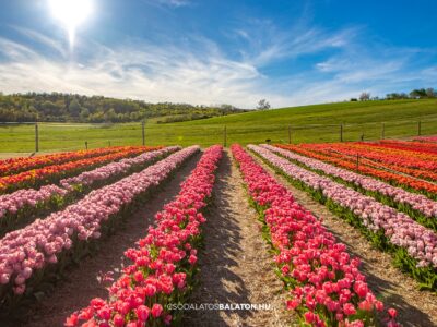 Március végén indul a tulipánszüret a Kőröshegyi Tulipán & Levendula Parkban