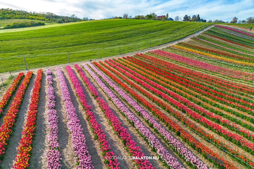 Március végén indul a tulipánszüret a Kőröshegyi Tulipán & Levendula Parkban